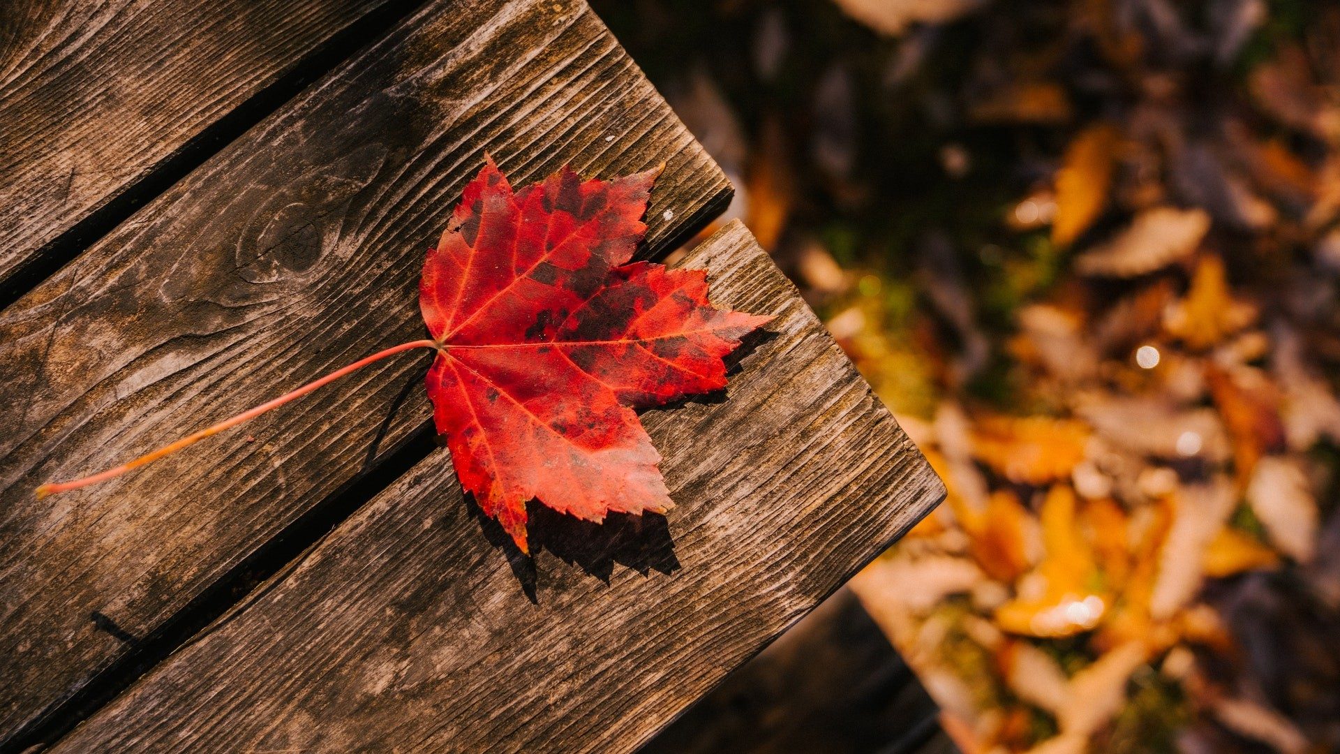 Ein herbstlich rot gefärbtes Ahornblatt lieft auf dunklem Holz – typisch Oktober